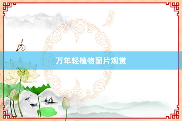 万年轻植物图片观赏
